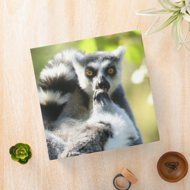 Funny Surprised Lemurs of Madagascar 3 Ring Binder (In Situ)