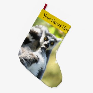 Funny Surprised Lemurs of Madagascar
