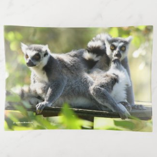 Funny Surprised Lemurs of Madagascar