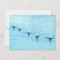Funny Swans What's Up All Occasion Blank