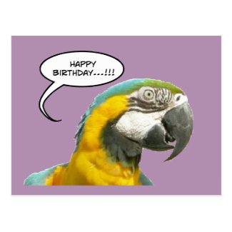Funny Talking Parrot Birthday Postcard