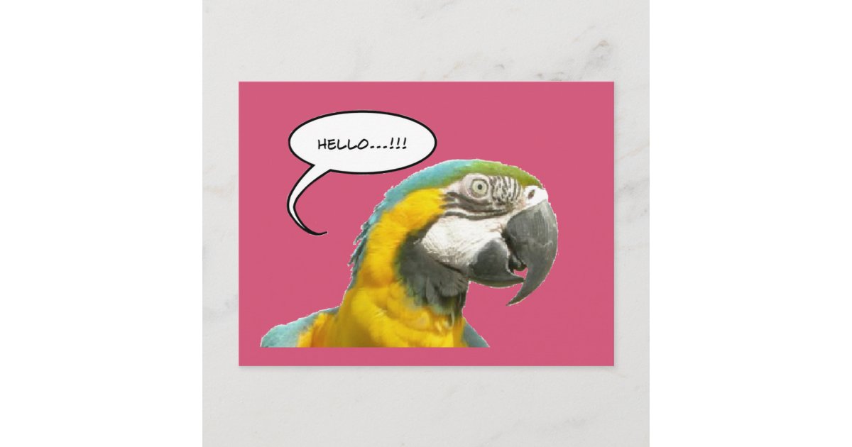Funny Talking Parrot Hello Postcard | Zazzle