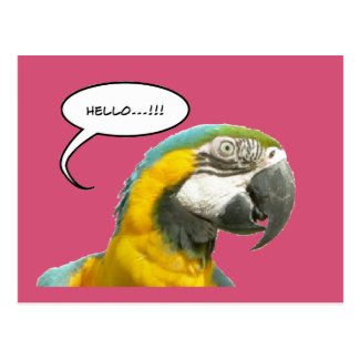 Funny Talking Parrot Hello Postcard