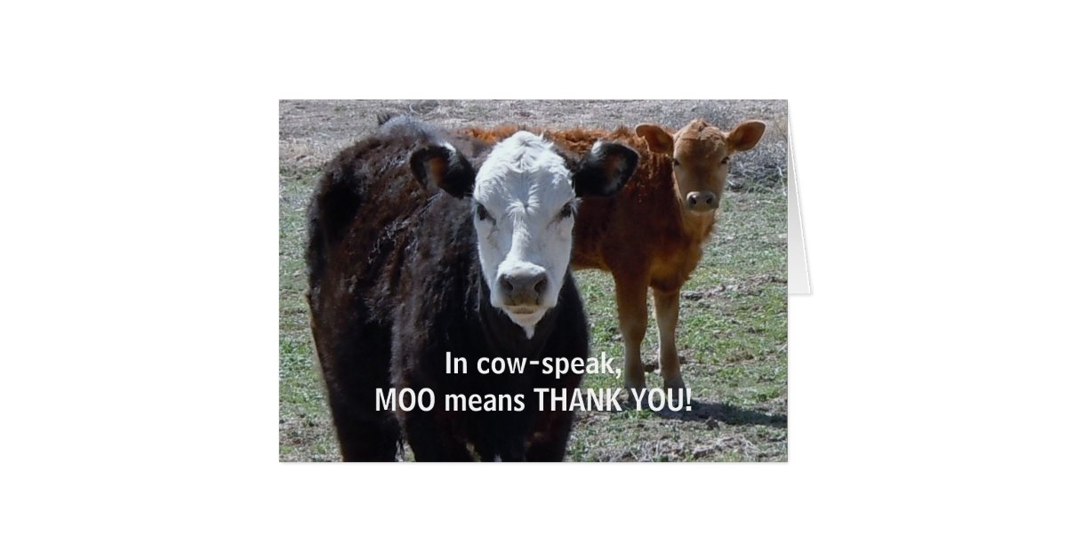 Funny Thank You Cow Animal Humor Ranch Card Zazzle