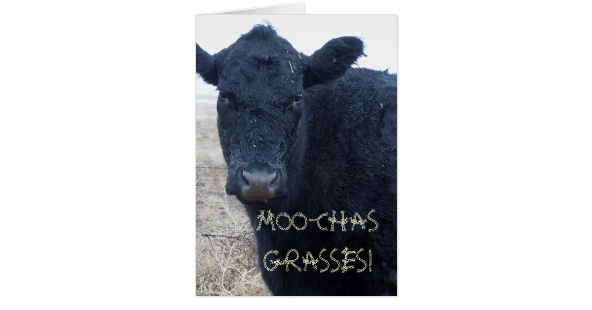 Funny Thank You Cute Black Cattle Cow Card Zazzle