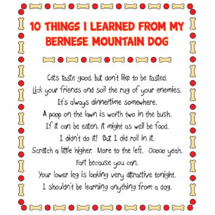 Funny Things I Learned From Bernese Mountain Dog Statuette