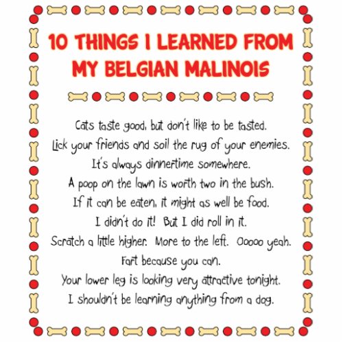 Funny Things I Learned From My Belgian Malinois Cutout