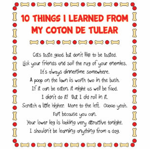 Funny Things I Learned From My Coton de Tulear Cutout
