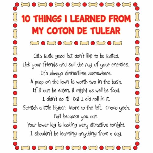 Funny Things I Learned From My Coton de Tulear Cutout