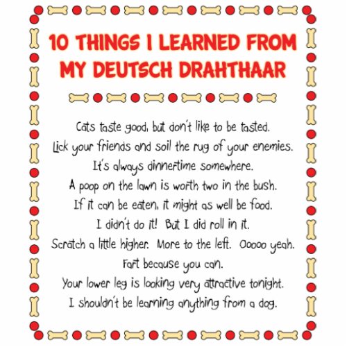 Funny Things I Learned From My Deutsch Drahthaar Cutout