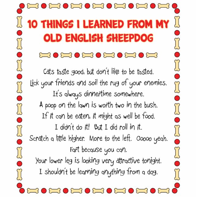 Funny Things I Learned From Old English Sheepdog Statuette (Front)