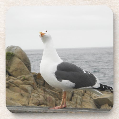 Funny Tilt Head Seagull Photograph Coaster