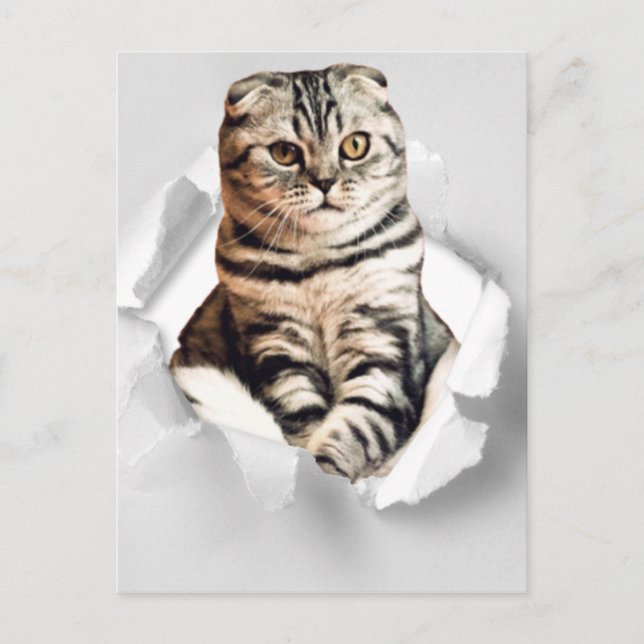Funny Torn Paper Cute Cat Lover Humor Postcard (Front)