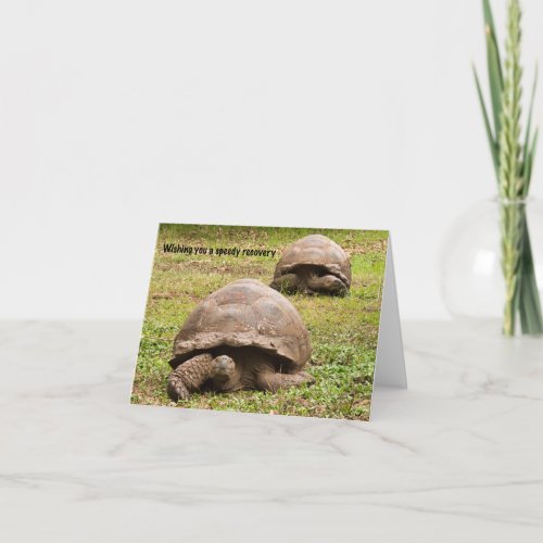 Funny Tortoise Get Well Card