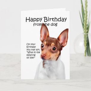 Funny Toy Fox Terrier Birthday Card