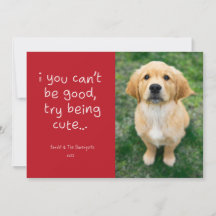 Funny Try Being Cute Pet Photo