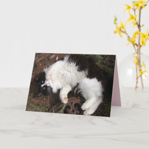 Funny Tuxedo Cat Happy Birthday Greetings Card