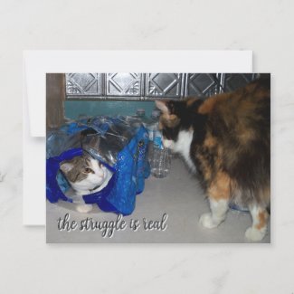 Funny Two Cats Photo 