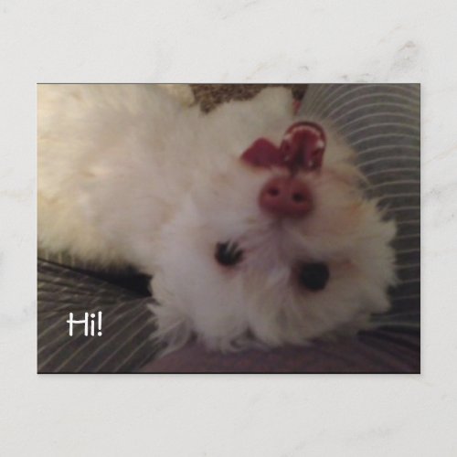 Funny upside down white puppy Hi postcard