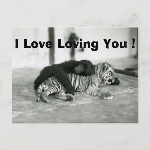 Funny Valentines Day Monkey and Tiger Holiday Postcard