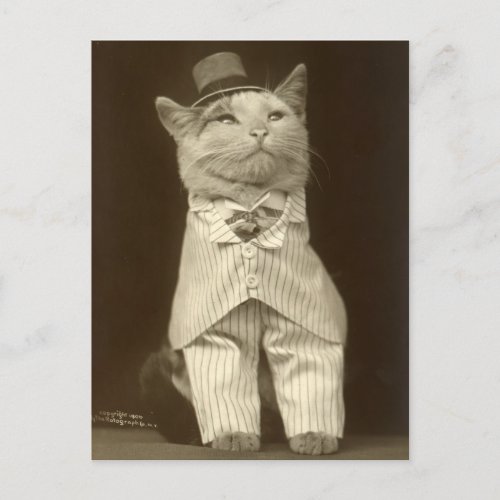 Funny Vintage Cat Wearing Suit and Top Hat Postcard
