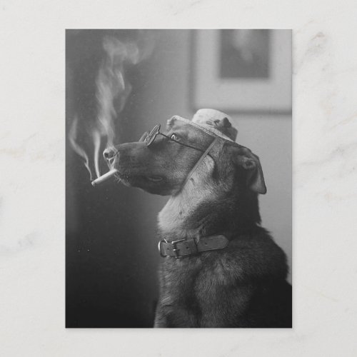Funny Vintage Dog Wearing Hat Smoking Cigarette Postcard