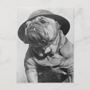 Funny Vintage Dog Wearing Military Helmet Postcard