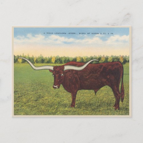 Funny Vintage Longhorn Steer Postcard