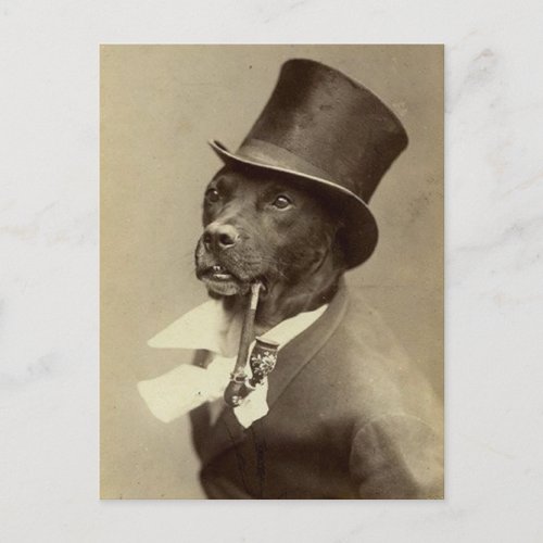Funny Vintage Photo of Dog in Top Hat Postcard