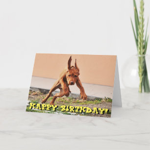 Funny vizsla puppy birthday card