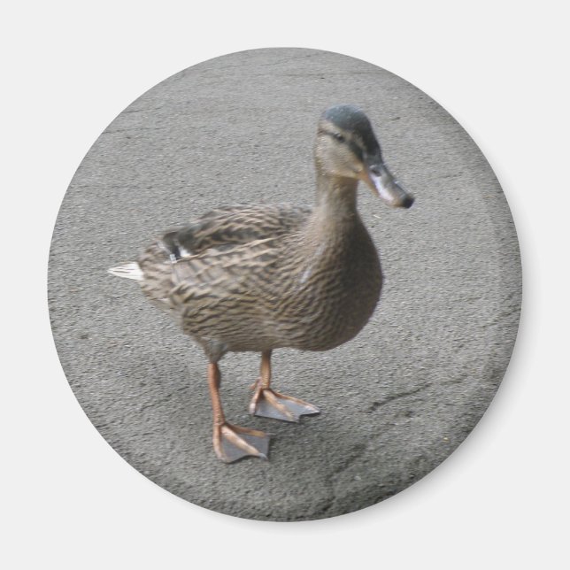 Funny Waddling Duck Magnet (Front)