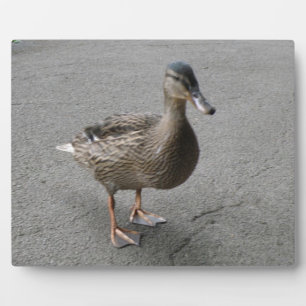 Funny Waddling Duck Plaque