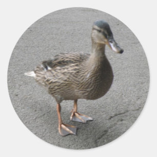 Funny Waddling Duck Stickers