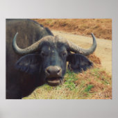 Funny Water Buffalo Wildlife of Africa Poster | Zazzle