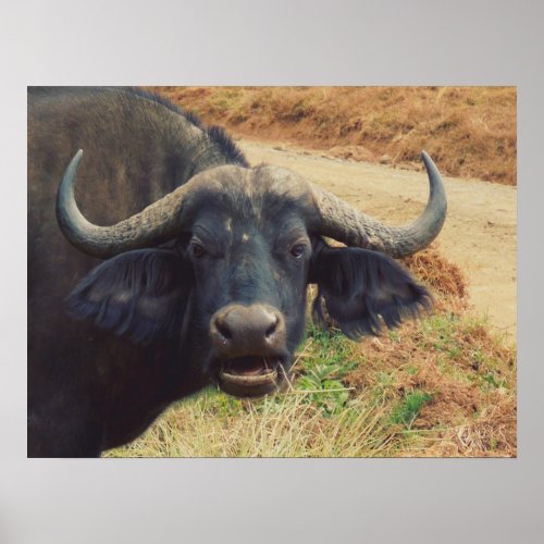 Funny Water Buffalo Wildlife of Africa Poster