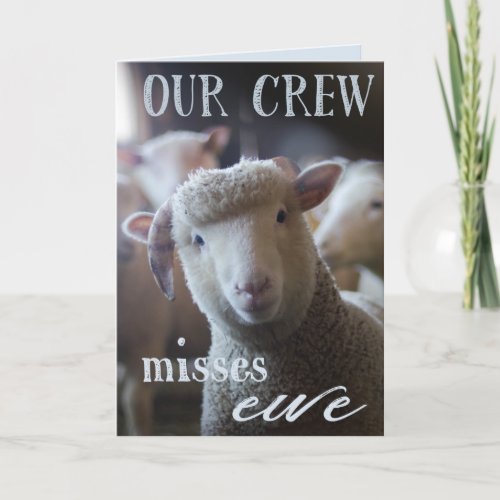 Funny We Miss You Card Photo of Sheep Farm Animals