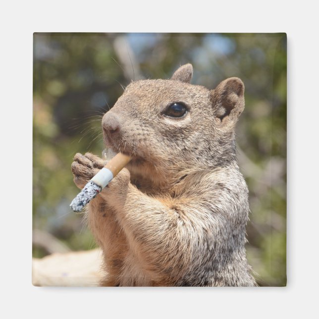 Funny Weird Puffy the Squirrel Cigarette Smoker Magnet (Front)