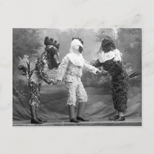 Funny Weird Vintage Photograph of Chicken Costumes Postcard