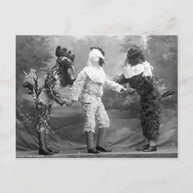 Funny Weird Vintage Photograph of Chicken Costumes Postcard (Front)