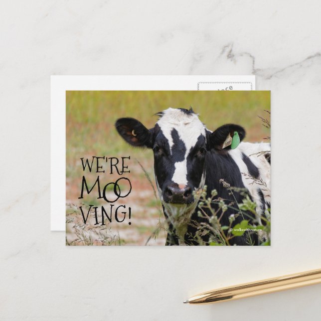 Funny "We're Moo-ving!" Moving Announcement Cow Postcard (Front/Back In Situ)