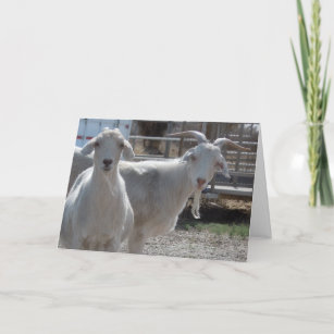 Funny Goat Cards | Zazzle