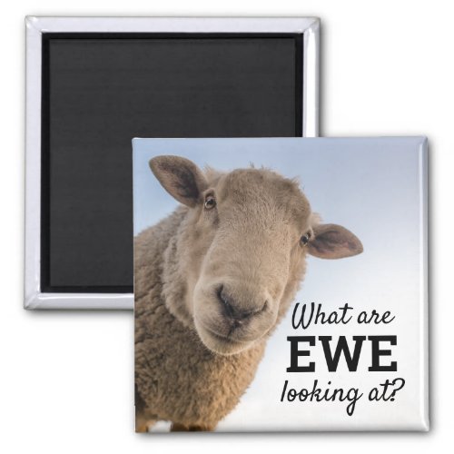 Funny What Are Ewe Looking At Sheep Magnet