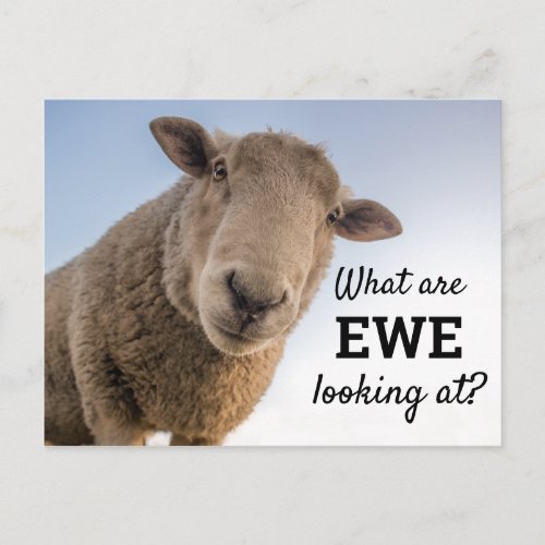 Funny What Are Ewe Looking At Sheep Postcard
