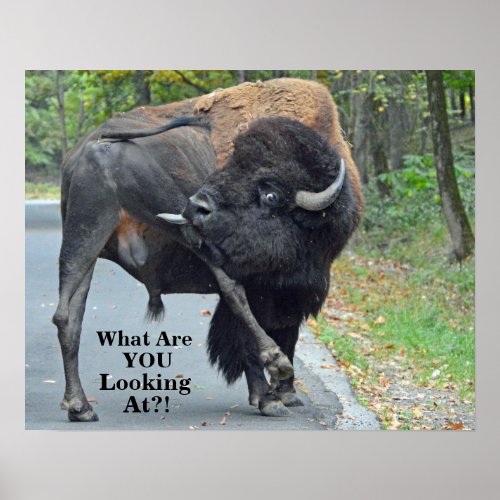 Funny What Are You Looking At Bull Bison Poster