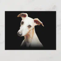 Whippet themed outlet gifts