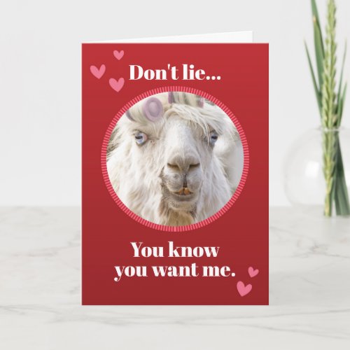 Funny White Llama With Rollers Valentines Day Holiday Card