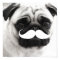 Funny White Mustache Pug Poster