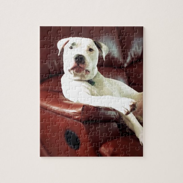 funny white pit bull dog on the couch jigsaw puzzle (Vertical)