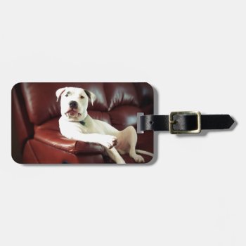 Funny White Pit Bull Dog On The Couch Luggage Tag by CharmedPix at Zazzle