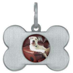 funny white pit bull dog on the couch pet tag